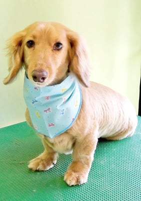 片山マルルちゃん