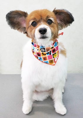 玉利ゆずちゃん