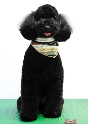 本坊ダノちゃん