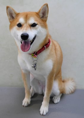 小村ゆずちゃん