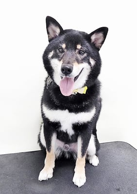 貴島ボタンちゃん