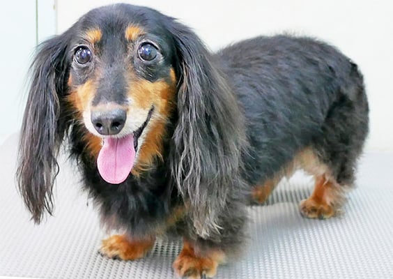 山下マルチョンちゃん