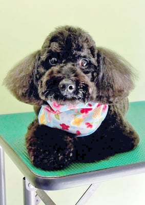 本坊ダノちゃん