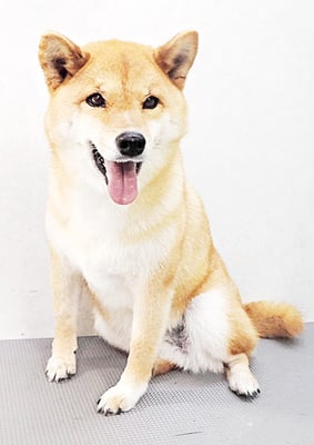 八木アズキちゃん