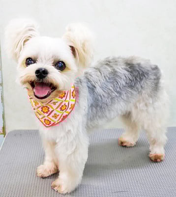 岡元ベリーちゃん