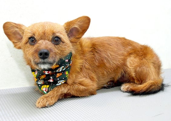 助村ルウちゃん