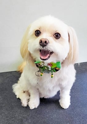 大脇ココアちゃん