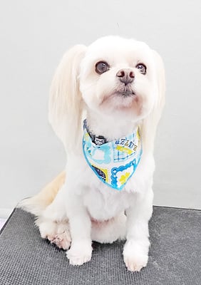 大脇ココアちゃん