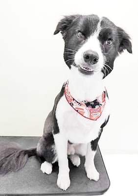 竪山マルクスちゃん