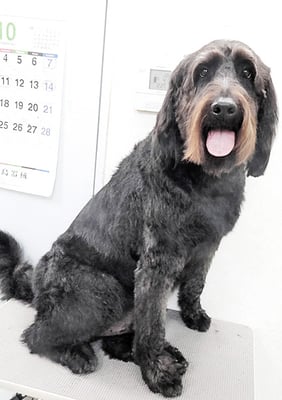 田代ロッティちゃん