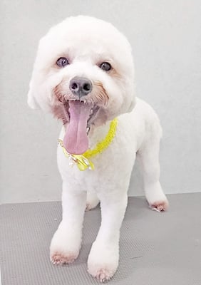 石元ぽちゃちゃん