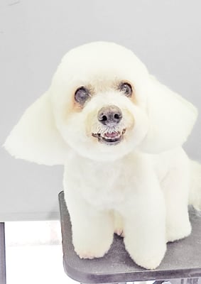 吉本ラピスちゃん