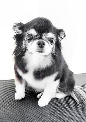 八木クロちゃん