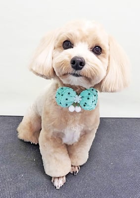 平松レオンちゃん