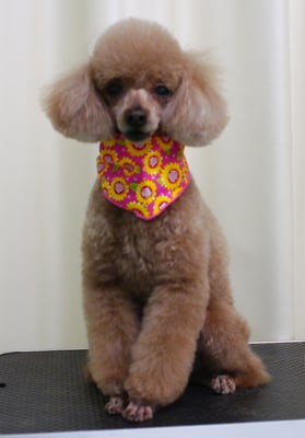 平松クーちゃん