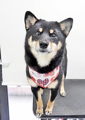 登あんこちゃん