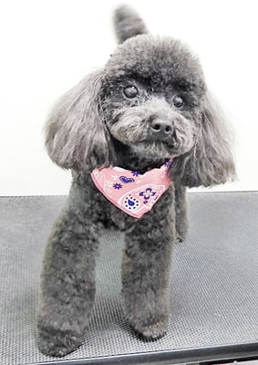 石田おはぎちゃん