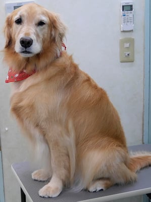 菊川チェリーちゃん