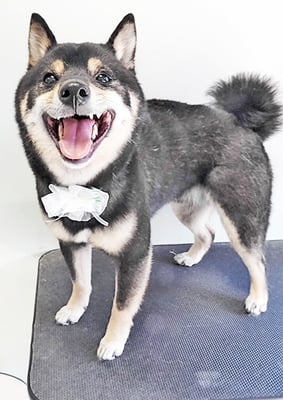 中野めらんちゃん