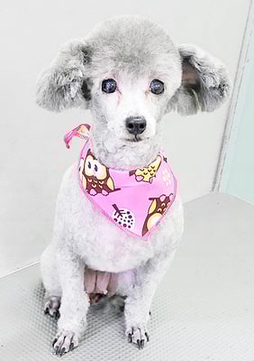 田中シュクルちゃん