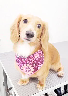 久保小春ちゃん