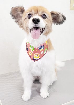 玉利ゆずちゃん