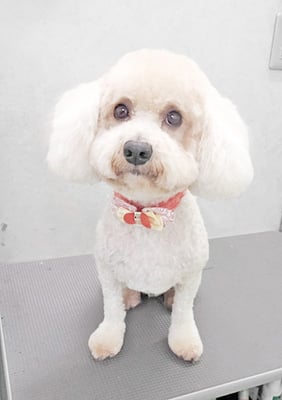 有村ルークちゃん