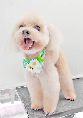 野口ティガちゃん