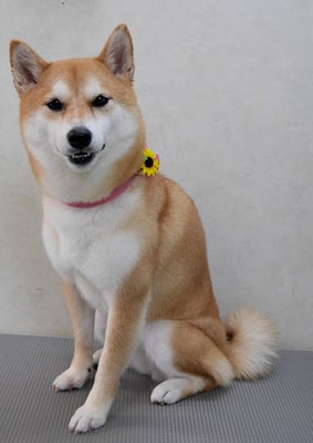 小村ユズちゃん