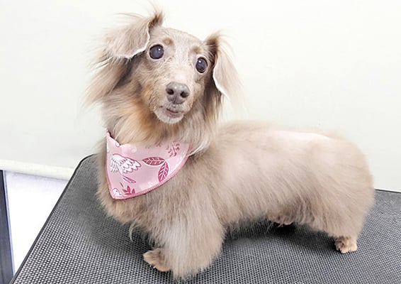 瀬戸口イザベラちゃん