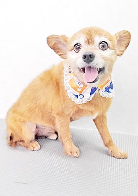 助村ルウちゃん