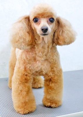 森崎ネネちゃん