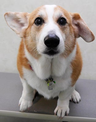 西方レオちゃん