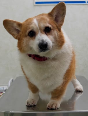 國生ラッシュちゃん