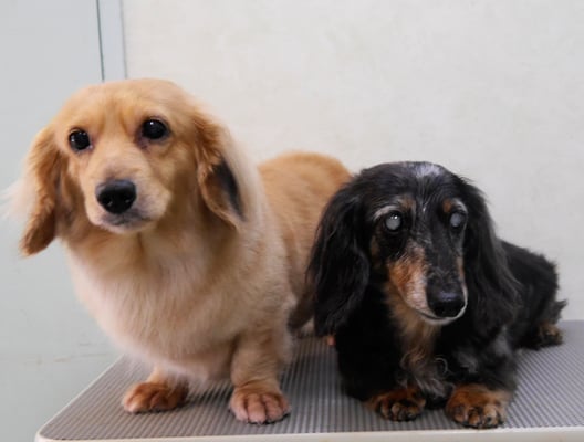 西山アニー＆ユウちゃん