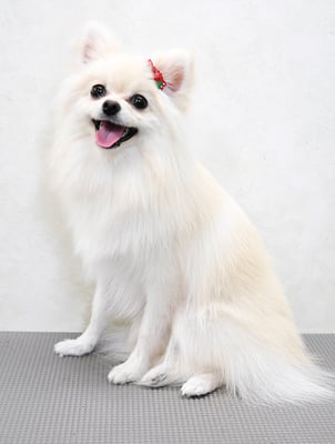 千葉チビちゃん