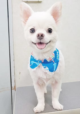 金子コロンちゃん