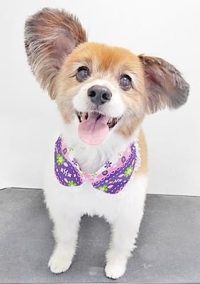 玉利ゆずちゃん