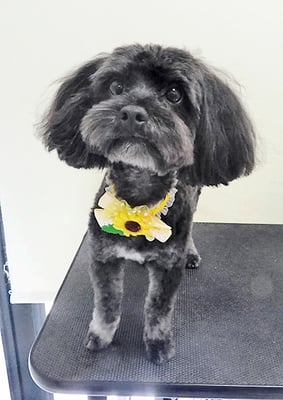 山口オレオちゃん