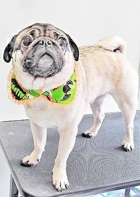 田邊ギンちゃん