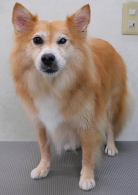 村松ゴンちゃん