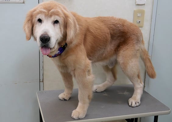 柏木ハクちゃん