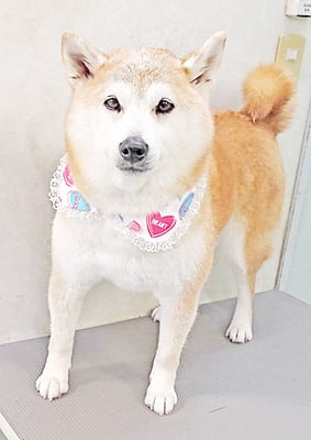 川﨑すももちゃん