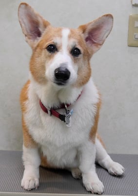 西方レオちゃん