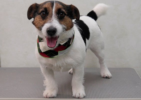 外園マロちゃん