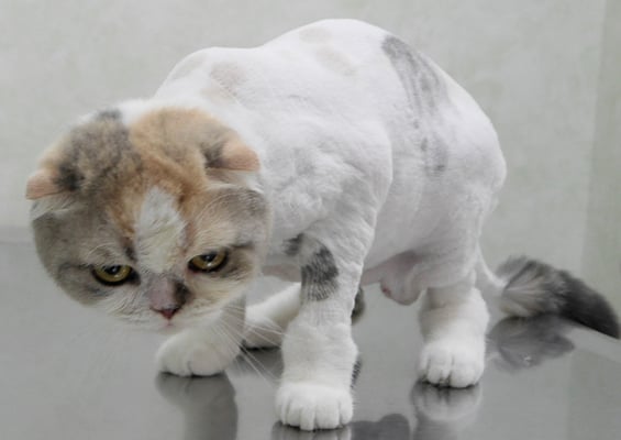 前原ハルちゃん