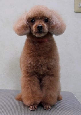 平松クーちゃん