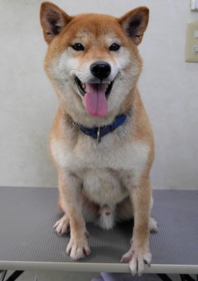 大田ソラちゃん