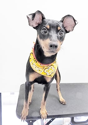 梛木ココちゃん