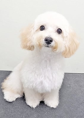 柳井田にこちゃん